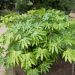 Fatsia japonica Meilland Richardier
