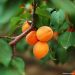 Abricotier nain Garden Aprigold®