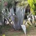 Agave americana en situation