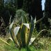 Agave americana 'Variegata' Meilland Richardier