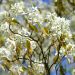 Amelanchier Lamarckii la pianta