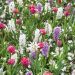 Assortimento Diane: giacinti + tulipani + narcisi