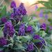 Mini Buddleia Davidii Tiny Buddy ® Deep Blue