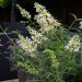Mini-Buddleia FREE PETITE SNOW WHITE ® ou arbre à papillons