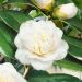 Camelia Nobilissima bianca