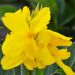Canna nana Salsa