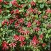 Caprifoglio o Lonicera sempervirens Major Wheeler
