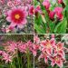 collection fleurs roses