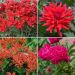 Collection fleurs rouges