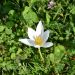 Crocus Speciosus Albus