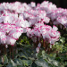 Ciclamino profumato ABSOLU ® de Morel, Cyclamen X persica