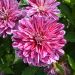 Dahlia nain double Pink Eighties