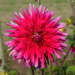Dahlia cactus à grandes fleurs Allegro