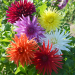 Dalie Cactus a grandi fiori in mix