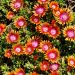 Delosperma Vivace Fire Spinner ®