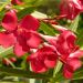 Laurier-rose ou Nerium oleander Ville de la Londe