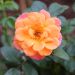 Rosier buisson Sugar CANDY ROSE® Meiconfiz