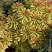 Euforbia di Martin, Euphorbia x martinii Ascot Rainbow