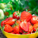 Fraisier CLERY
