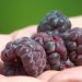 Lampone o Rubus X Glen Coe