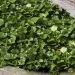 Lierre couvre-sol - Hedera Algerian Bellecour
