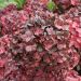 Hortensia hybride ou Hydrangea X scandens FRENCH BOLERO ®