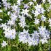 Ipheion uniflorum Wisley Blue, Stella di primavera