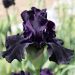 Iris a grandi fiori Night All