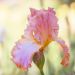 Iris a grandi fiori Punchline