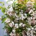 Jasmin hybride Starry® Night en situation