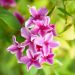 Jasmin hybride Starry ® Summer Scent