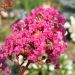 LAGERSTROEMIA indica With Love ® Kiss