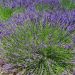 Lavanda Grosso