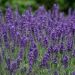 Lavanda Hidcote Blue