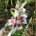 Giglio gigante ‘Lavon’