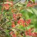 Caprifoglio o Lonicera sempervirens Cedar Lane cov