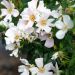 Rosa CHAMPS ELYSEES ® Meiplumty