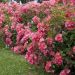 Rosa DOUCEUR NORMANDE ® Meipopul