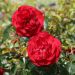 Rosa Scarlet BONICA ® Meiscarlebo