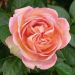 Rosa ad alberello AUGUSTE ESCOFFIER ® Meizasmyne - 120/150 cm Fiori Raggruppati