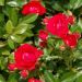 Rosier demi-tige Red MEILOVE ® Meirokad