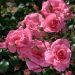 Rosier tige Pink MEILOVE ® Meikifunk Meilland Richardier