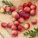Cranberry le plant