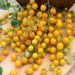 Pomodoro ciliegino giallo Cereza Amarilla BIO