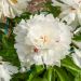 Peonia erbacea lactiflora ibrida Noémie Demay