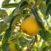 Poirier William's - Palmette simple U