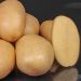 Patata Tentation