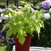 Lampone o Rubus idaeus GROOVY ® Jdeboer005