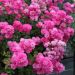 Rosier paysager PRETTY POLLY® Pink - Zlepolone