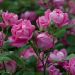 Pink Double KNOCK OUT ® Radtkopink